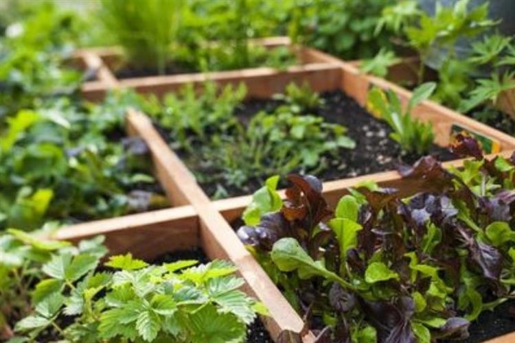 Ide Kreatif Membuat Kebun Sayur Mini Di Kebun Belakang Rumah Propertinews Id No 1 Portal Properti In Indonesia